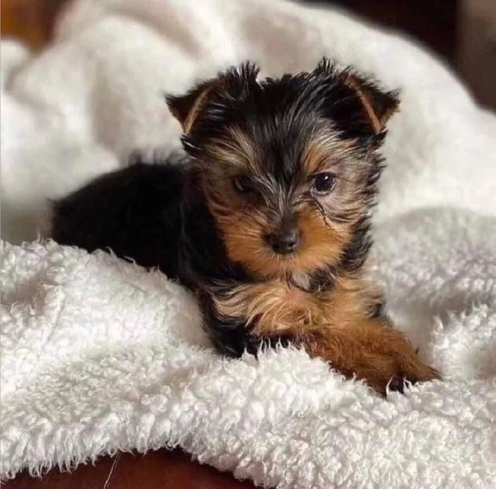 Fetiță Yorkshire Terrier