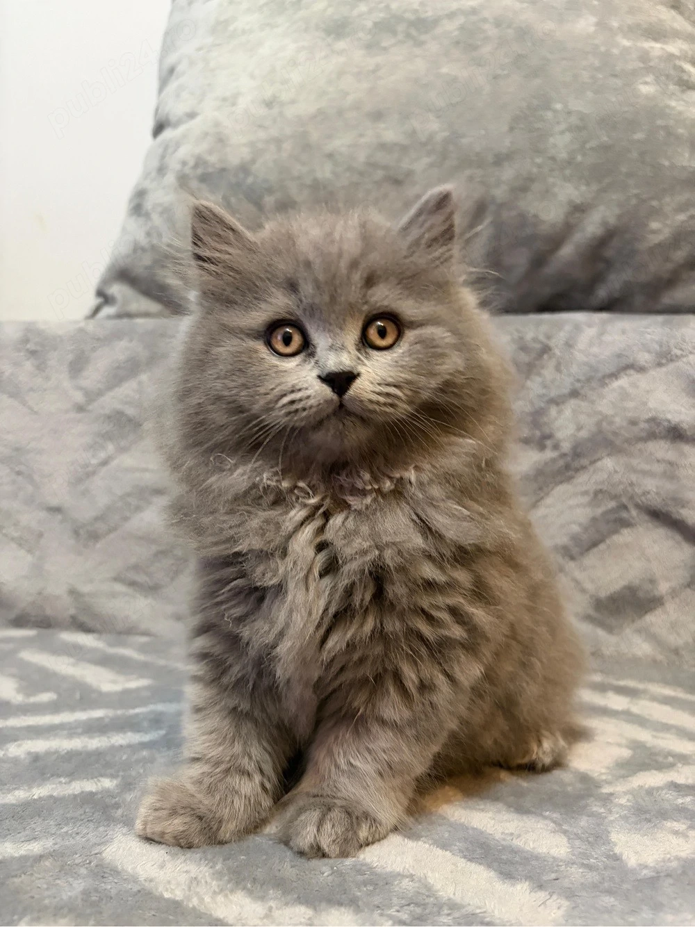 British Longhair