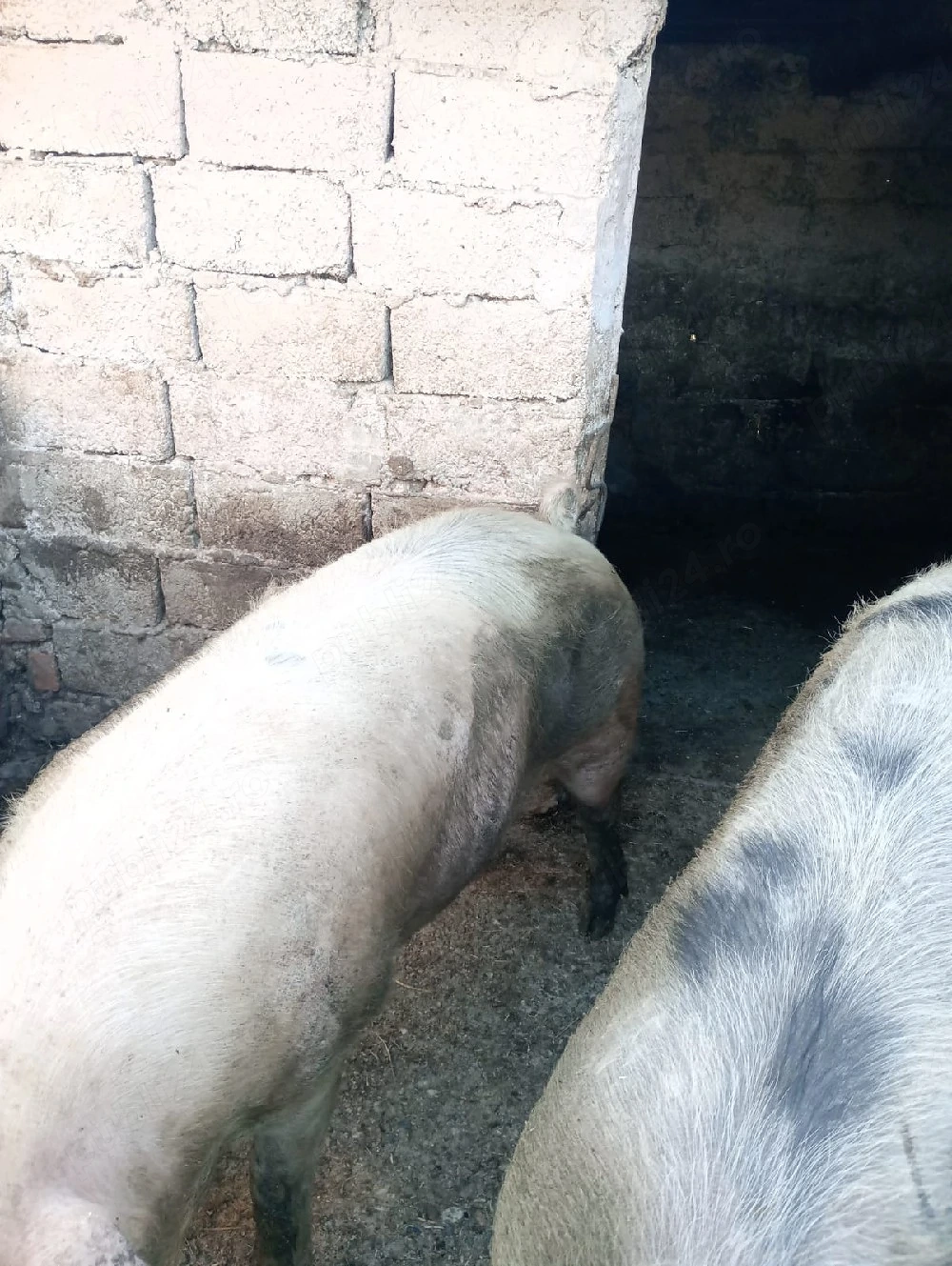 vând porci 