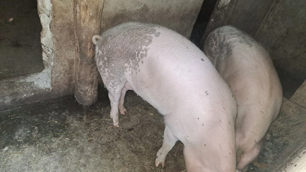 Porc de vânzare 120-130 kg