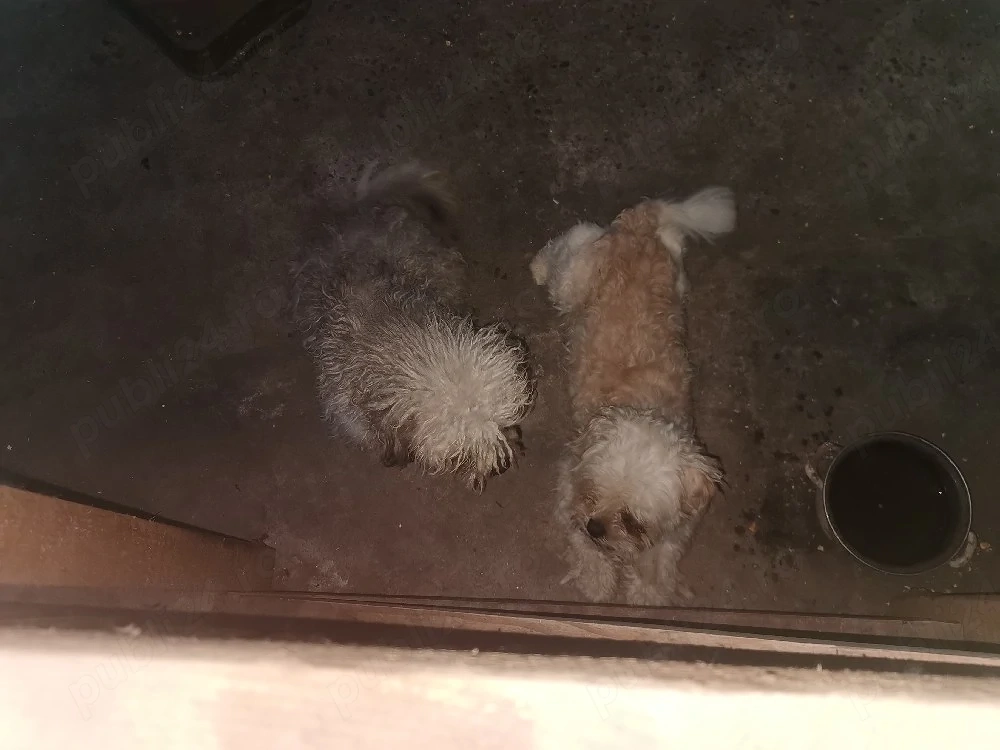isi cauta o noua casă 
