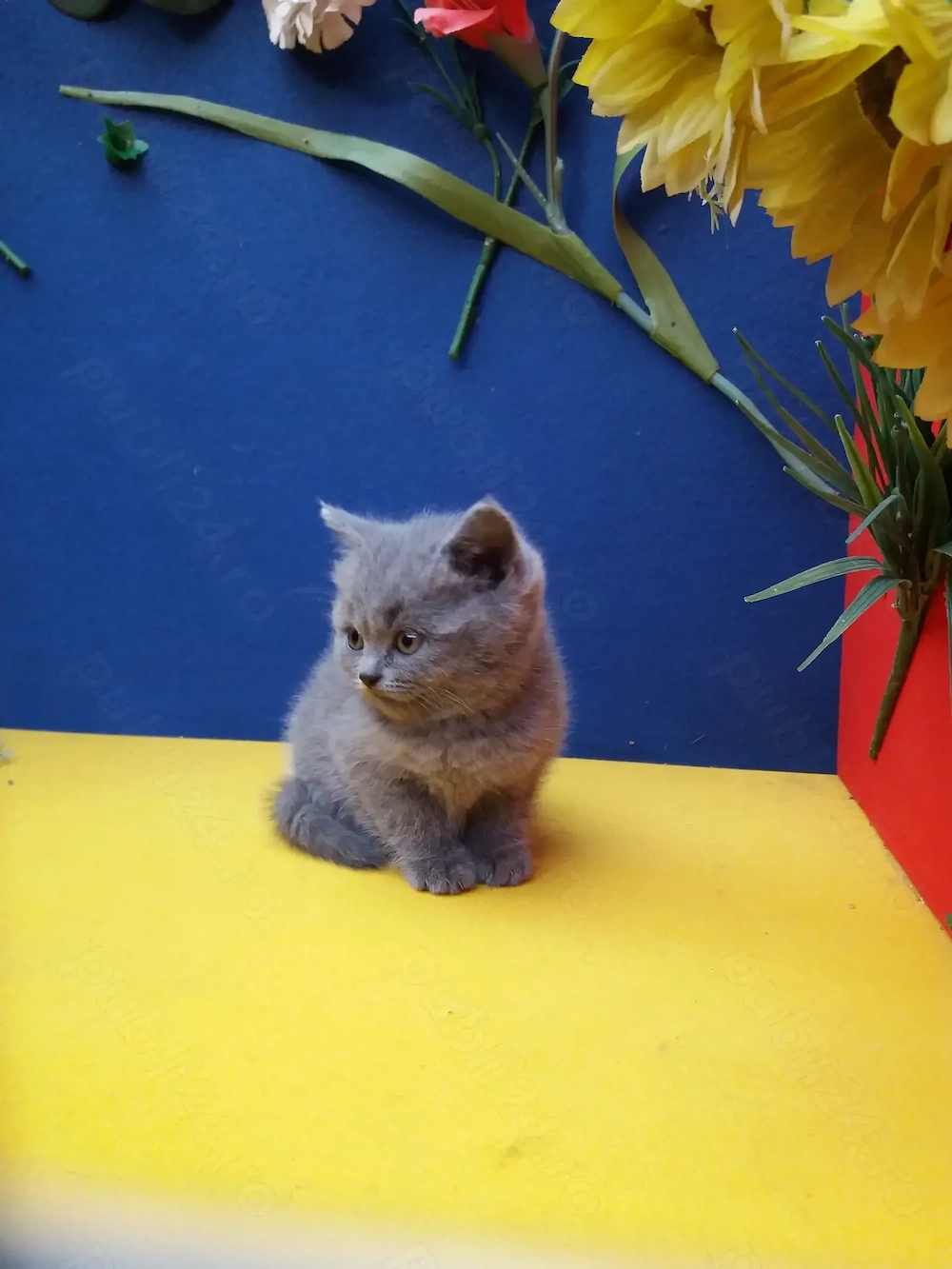  British Sorthair Blue pui