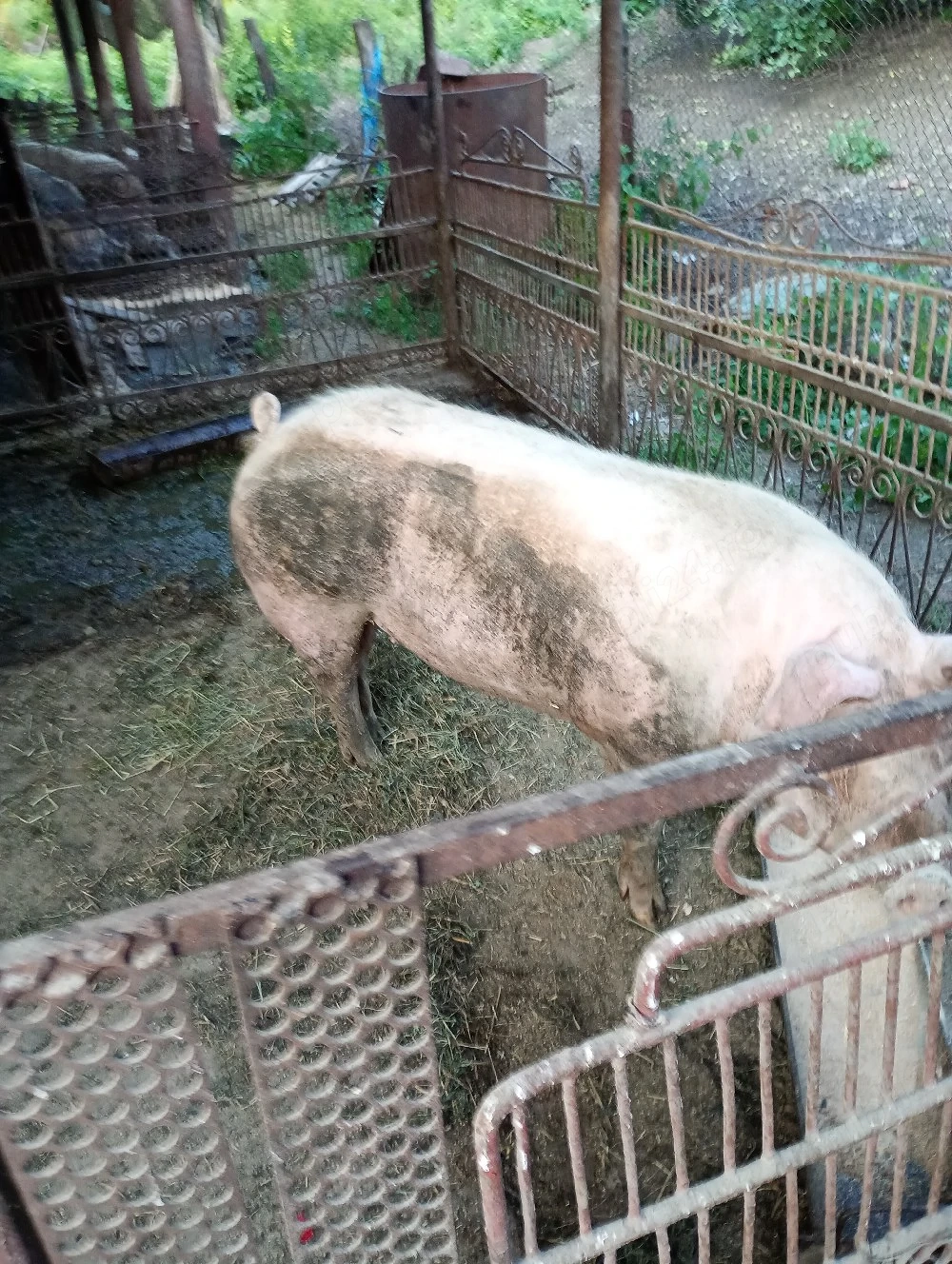 vand porci rasa carne