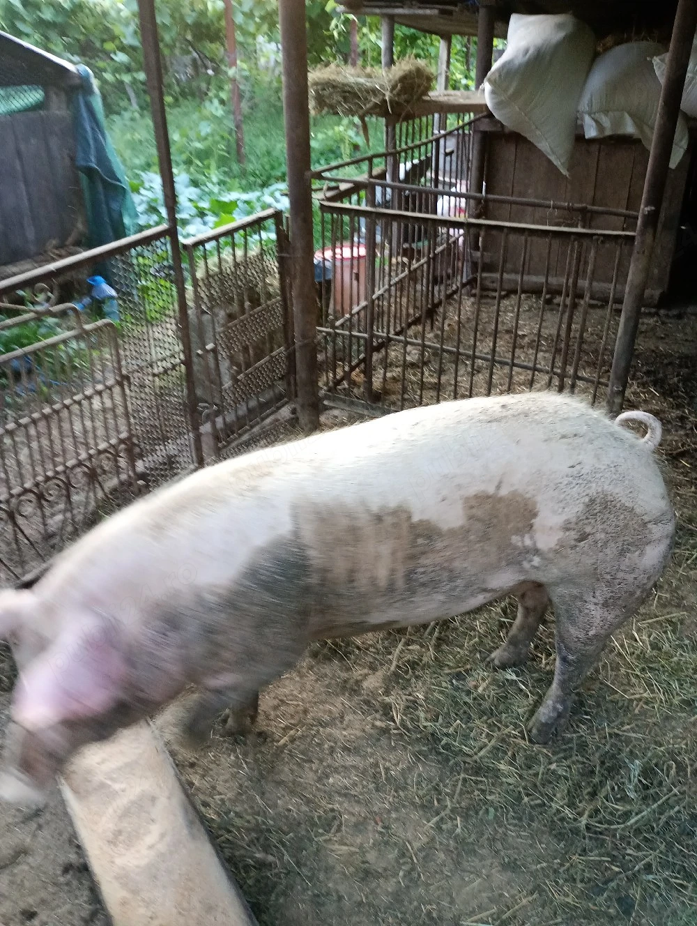 vand porc rasa carne
