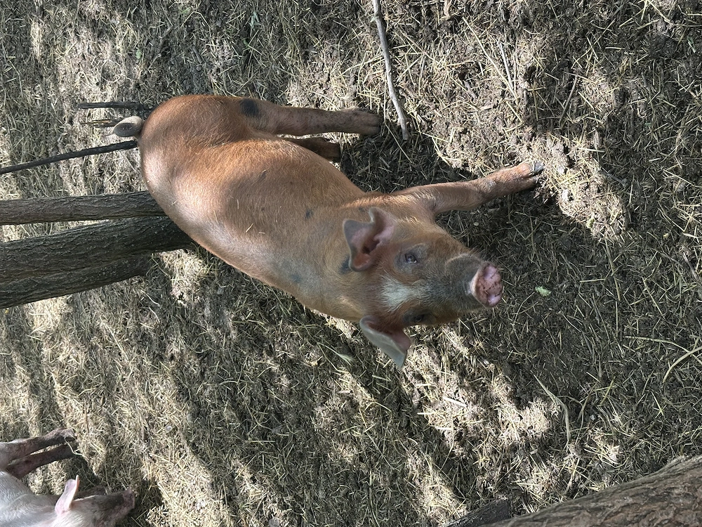 Purcei Duroc 9 saptamani