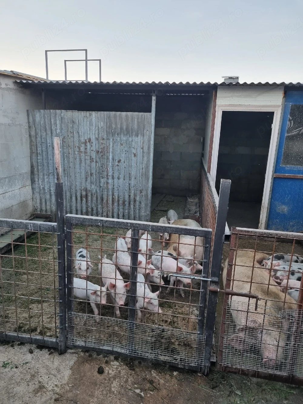 Vând scroafă cu purcei 450 bucata 