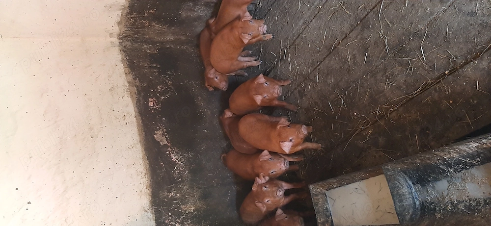 Purcei duroc