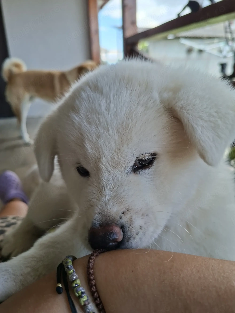 Cateluse Akita Inu albe