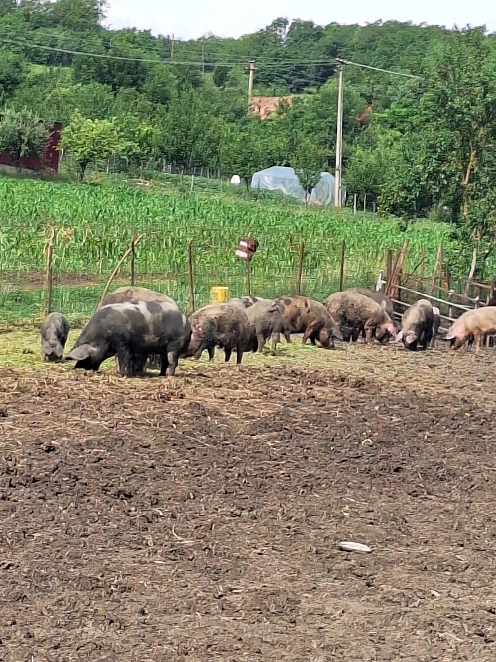 Vând porci pentru sacrificat 