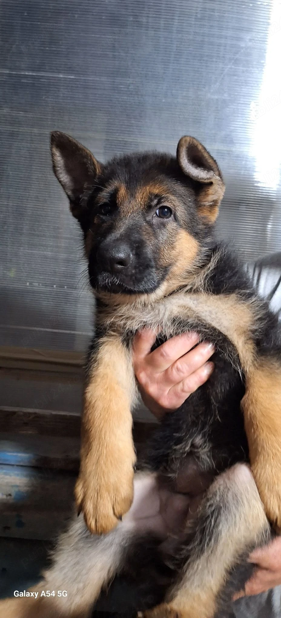 Pui ciobanesc german cu pedigree