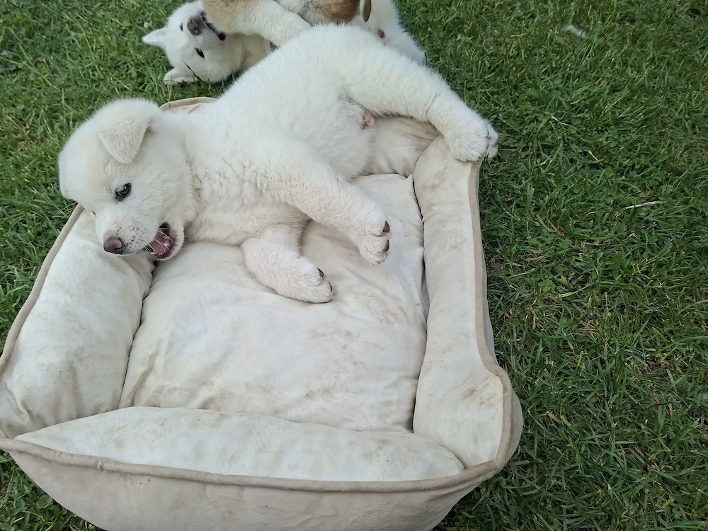 Cateluse Akita Inu albe