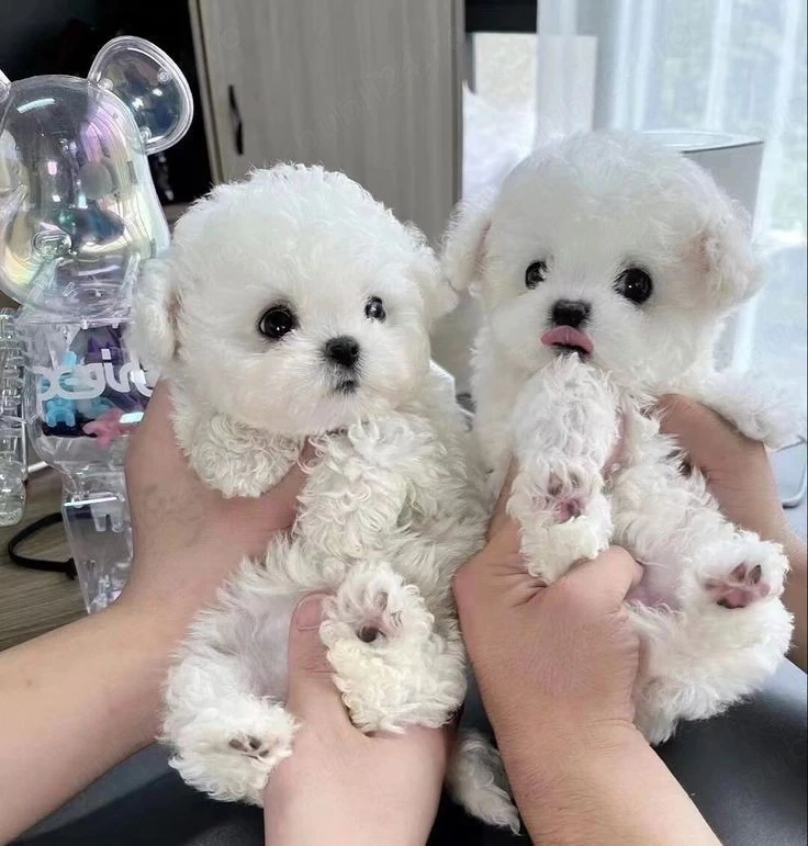 Bichon maltez mini toy