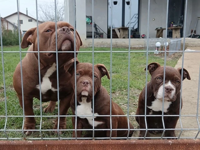 Pui American Bully