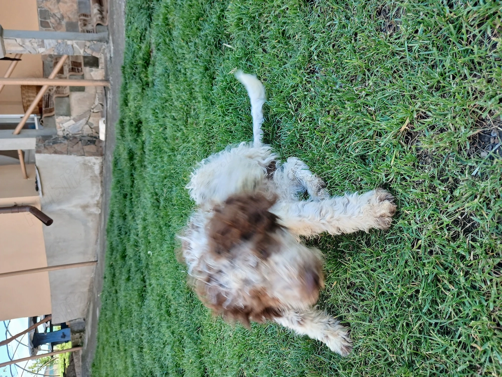 De Vânzare   Cățel Rasa Lagotto Rogmanolo 