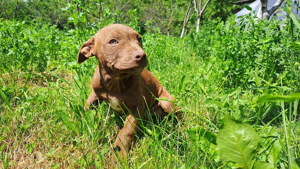 amstaff căței 