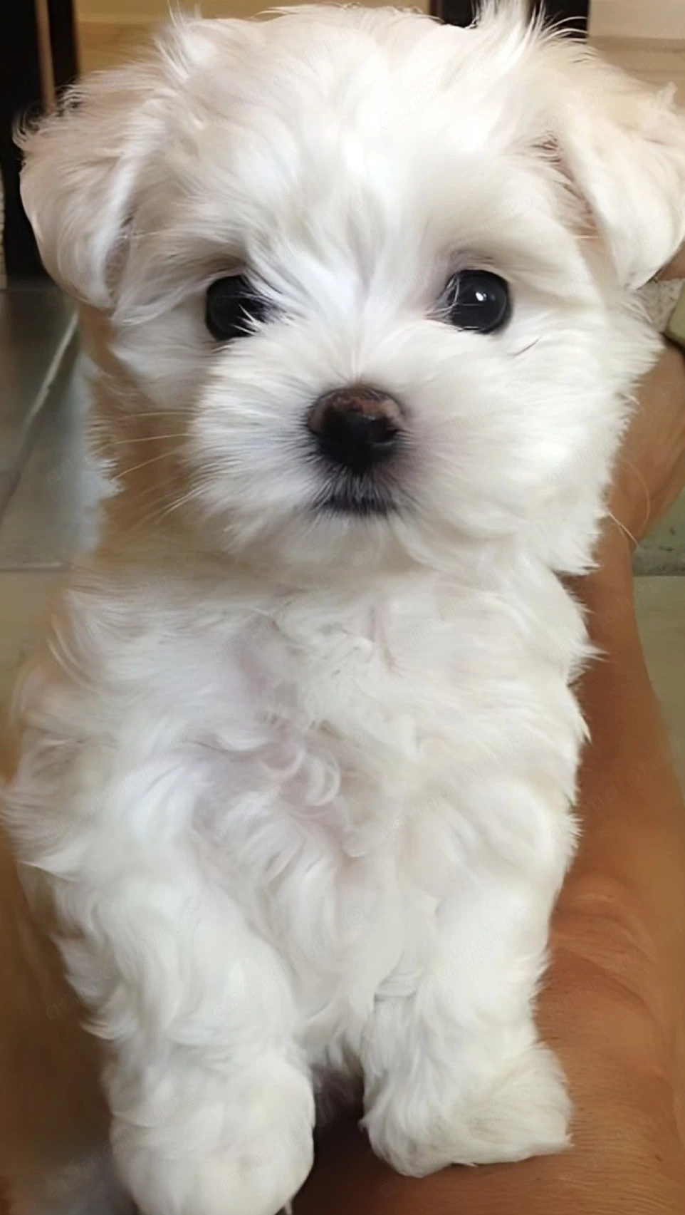 Bichon maltez puiuti