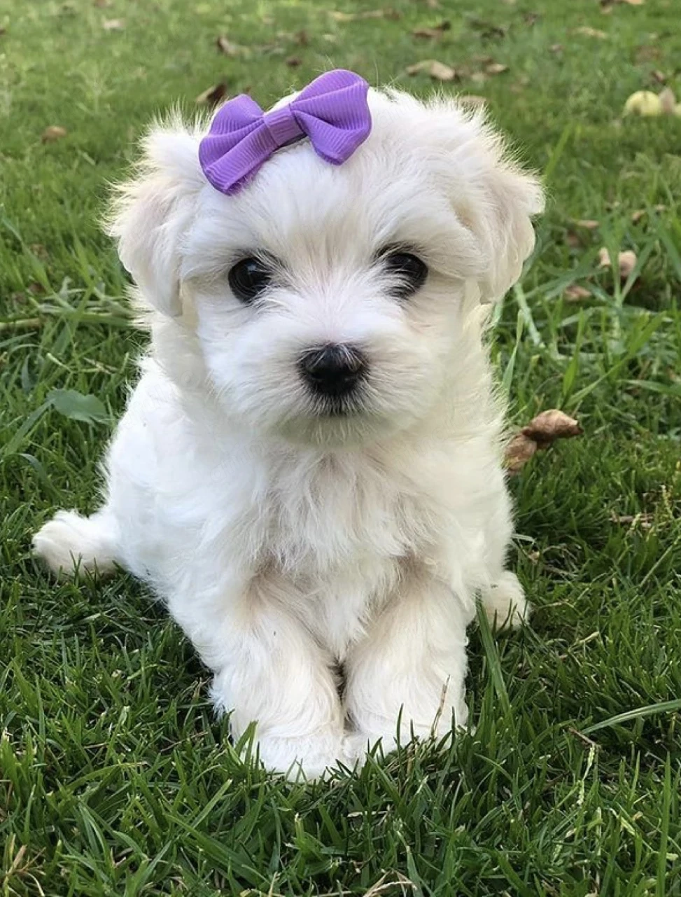 Bichon maltez superbi