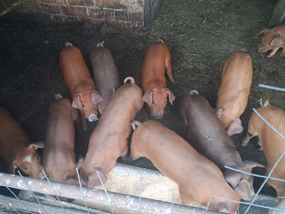 Purcei de vanzare rasa duroc