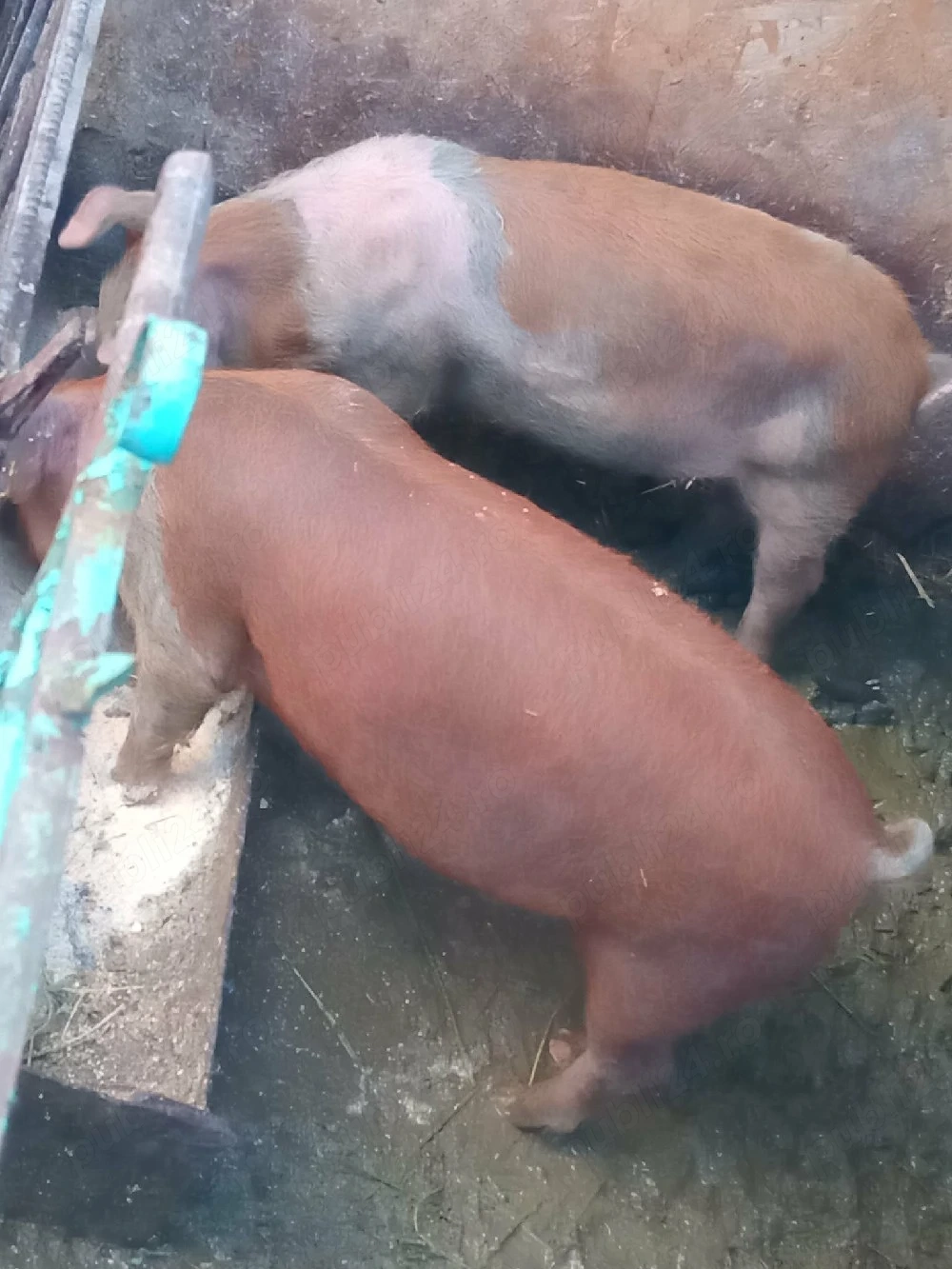 2 soldani de vânzare 
