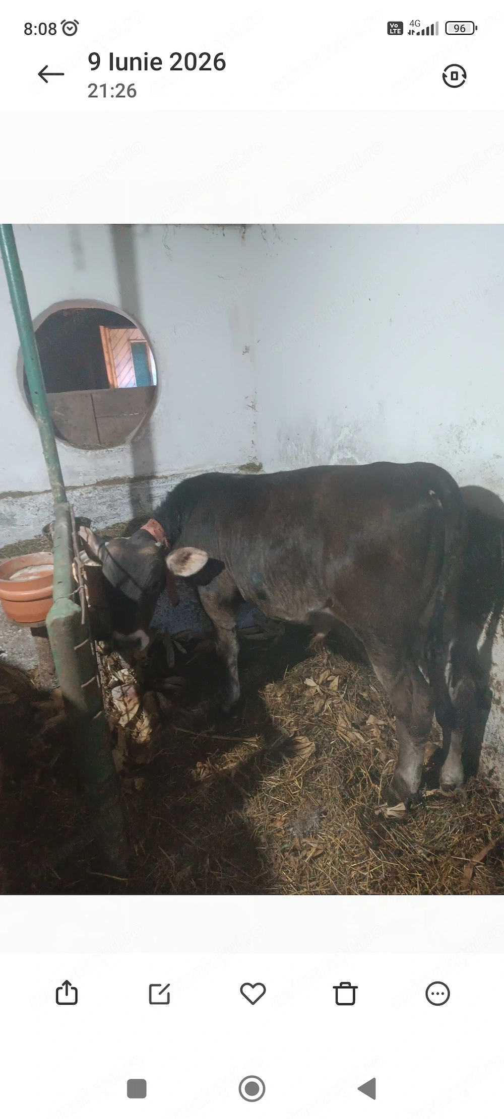 Vând tauraș brun, înțărcat,cu vârsta de 4 luni