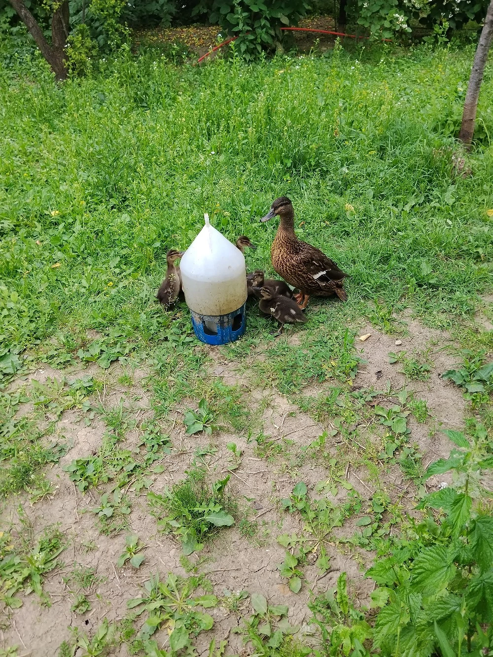 vind rațe sălbatice 
