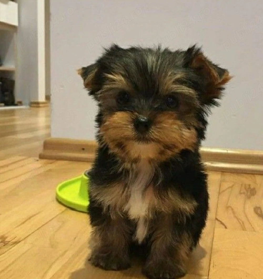 Fetiță Yorkshire Terrier  