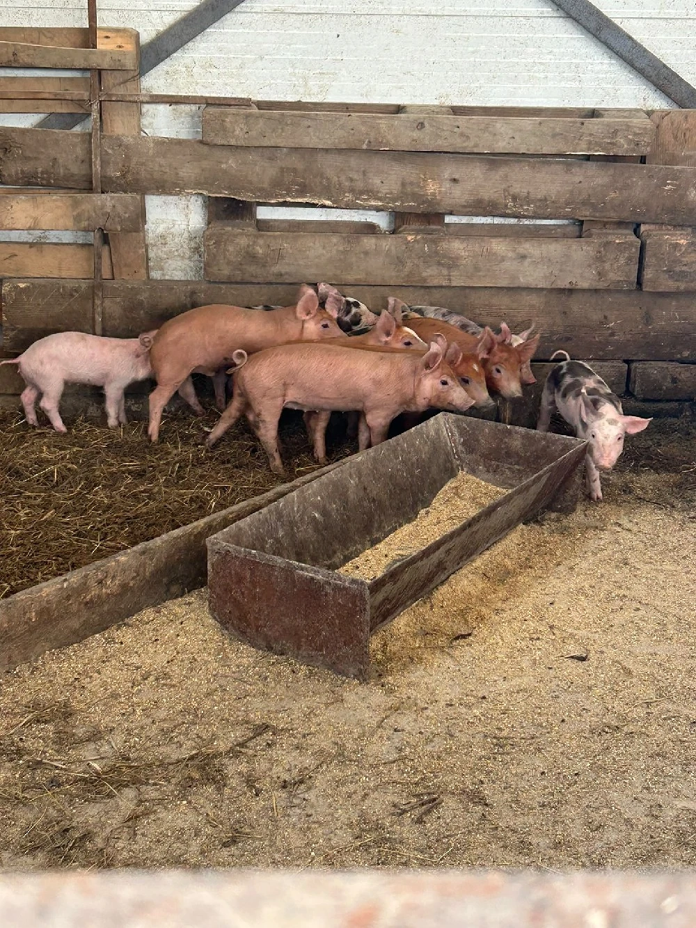 Porci romanesti 