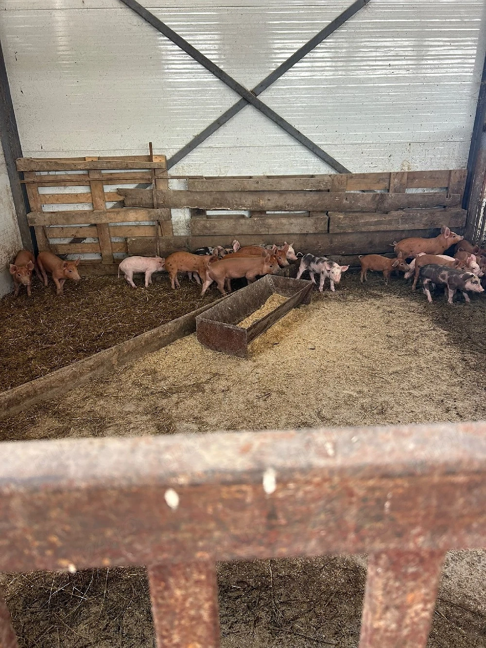 Porci romanesti