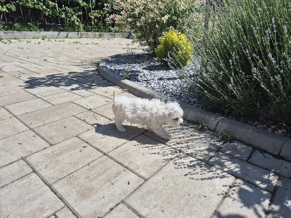 Bichon Maltez 