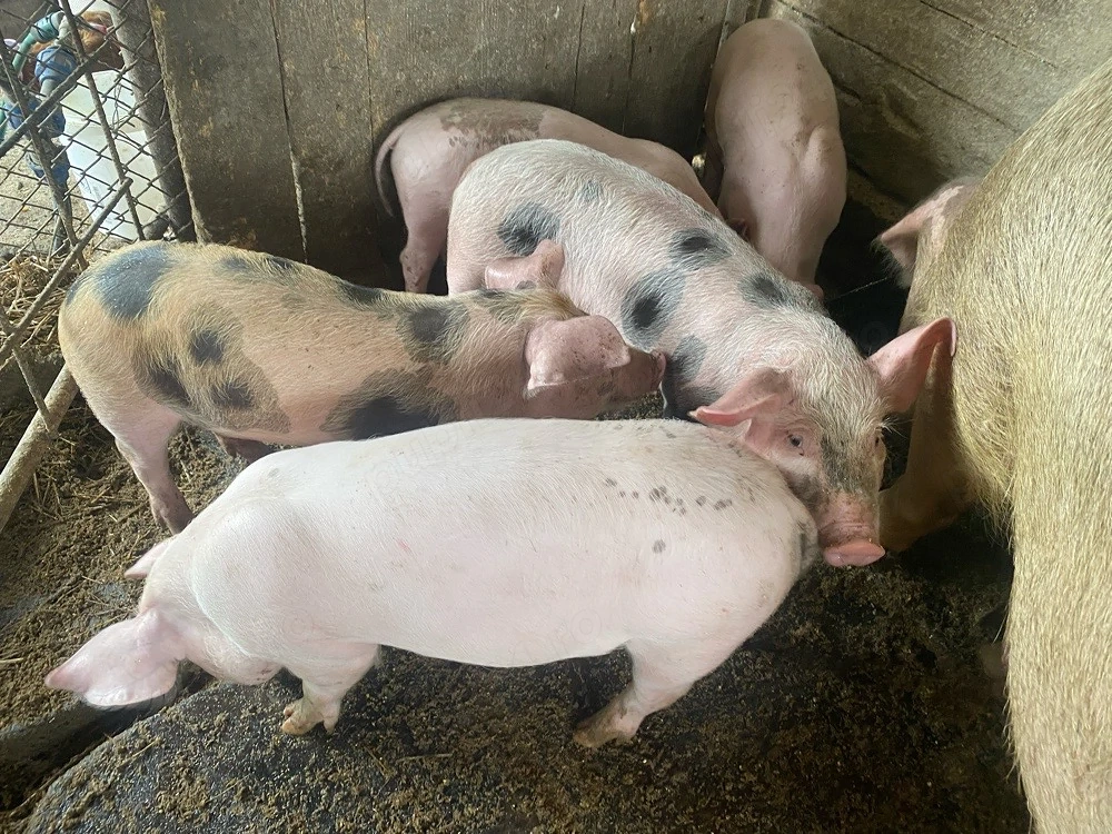 Purcei 9 saptamani 