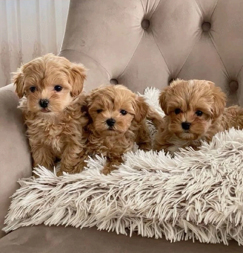 Maltipoo Apricot 