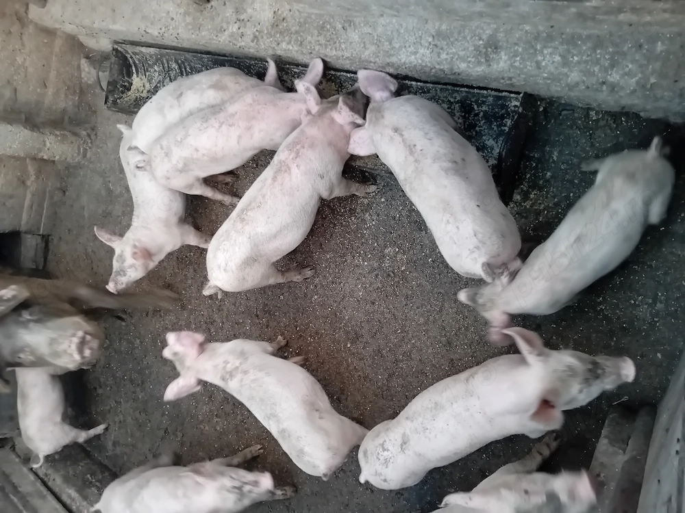 Vand purcei marele alb cu landrace