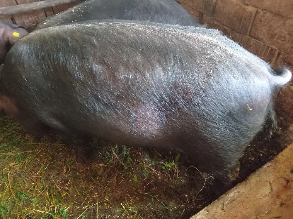 porc de vânzare 