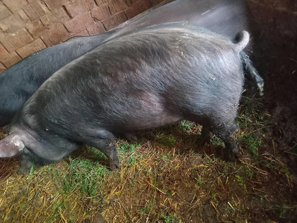 porc de vânzare 