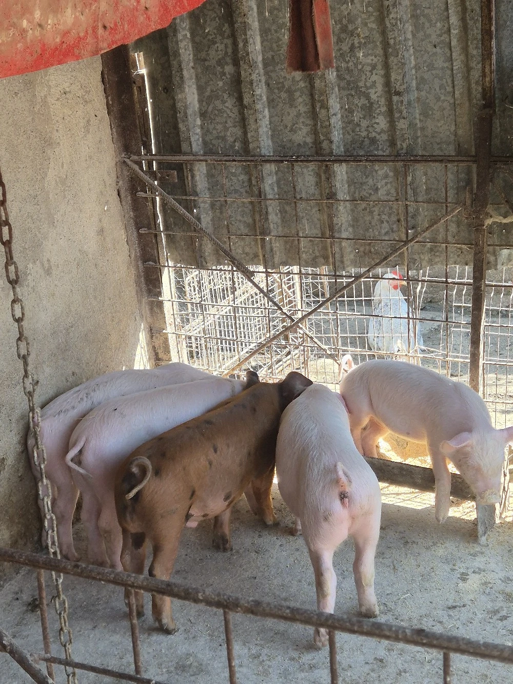 De vanzare purcei 2 luni si porc mare 150 de kg.