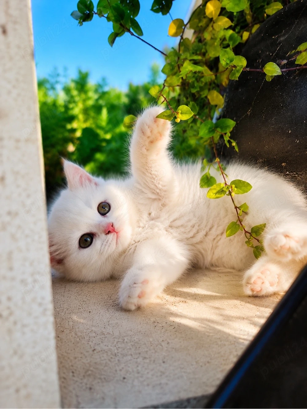 British Longhair White