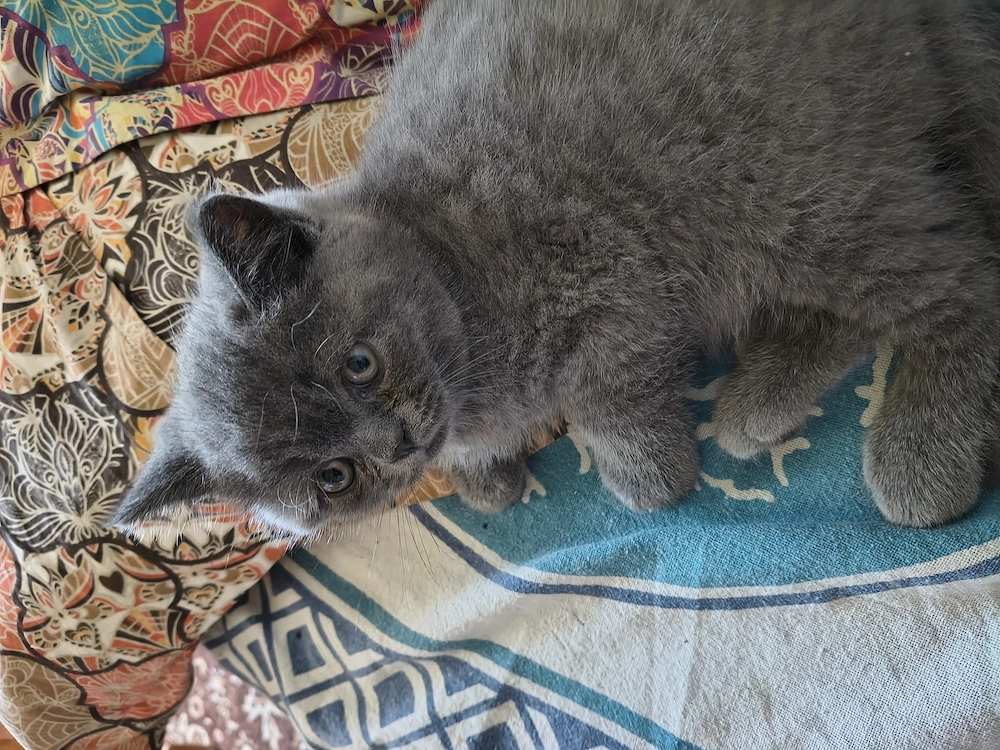 Pisici British shorthair