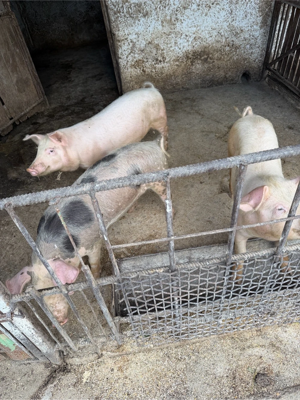 porci mari 100 kg si porci mici 25 30 kg 