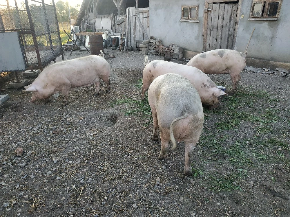 Vand porc 200-250kg