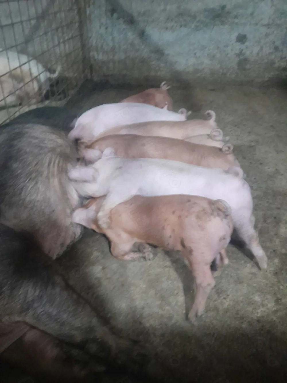 purcei duroc cu petrean