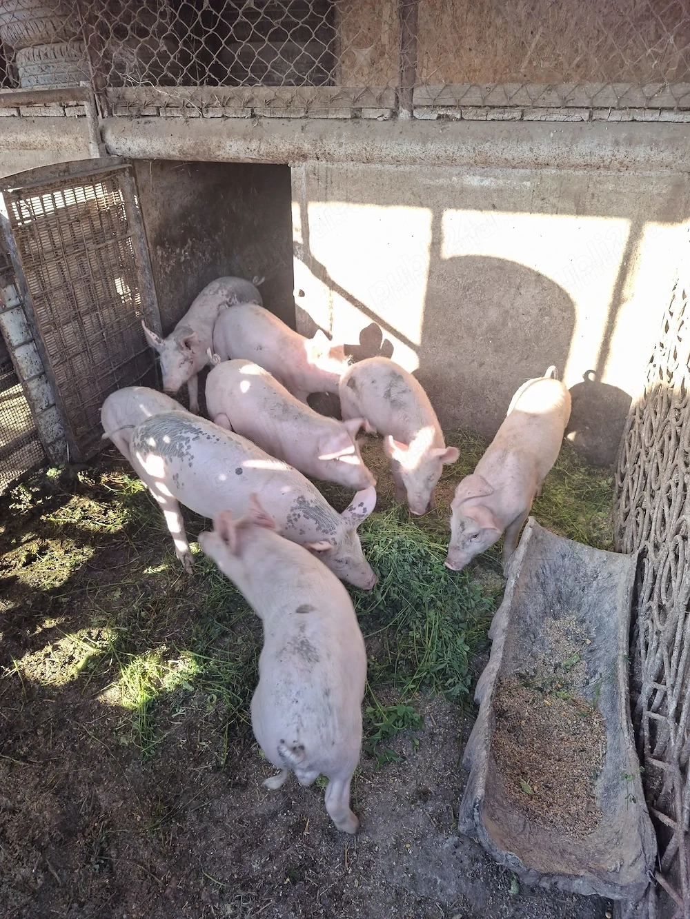 Purcei rasa Marele Alb, 13 Săptămâni