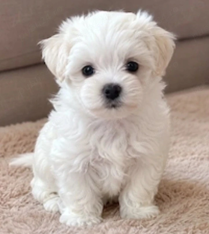 Bichon Maltese cu pedigree 