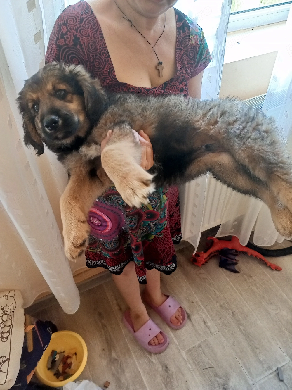 Ciobanesc Mascul 2 luni!