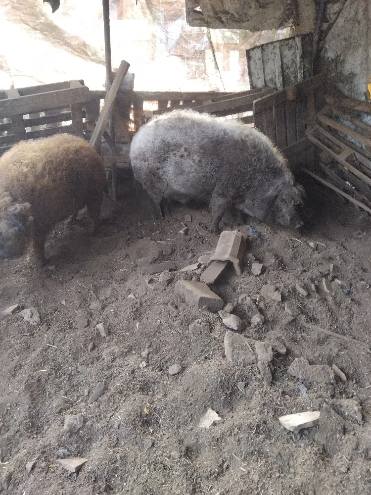 porc mangalița  pt sacrificat