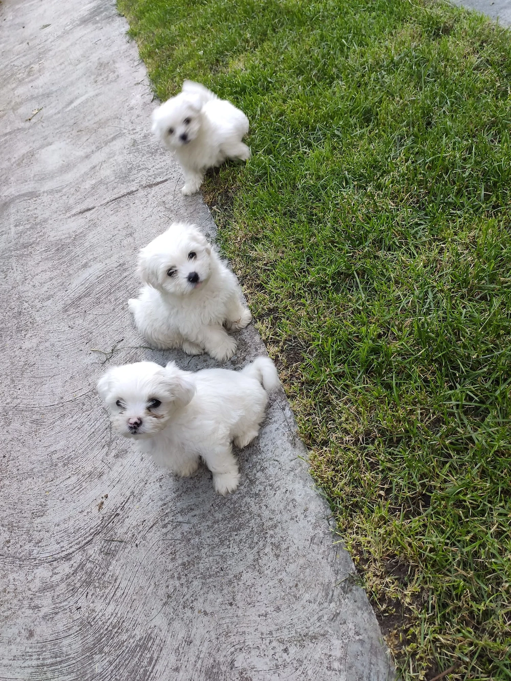 Vând Bichon Maltez 