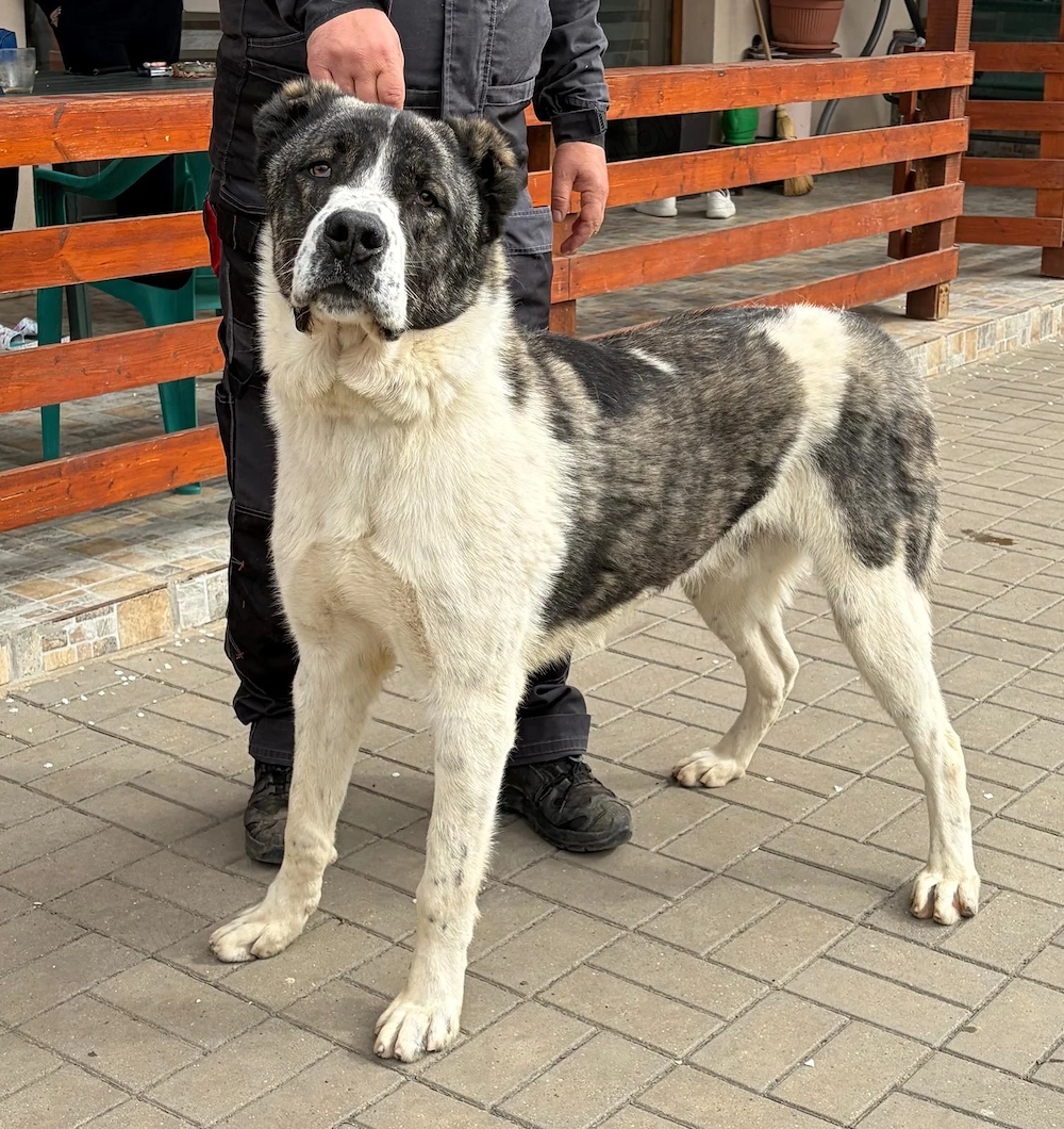 Vând mascul Ciobănesc Asia Centrală