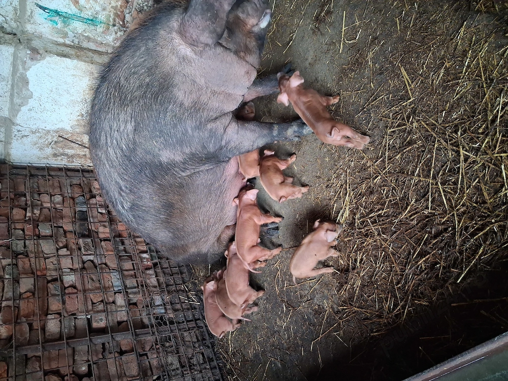 Purcei rasa pura duroc