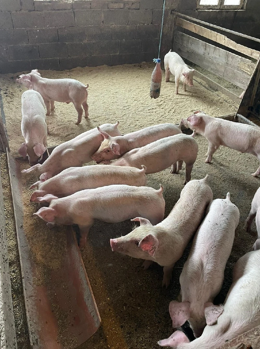 Porci purcei 20 25 de kg rasă de carne
