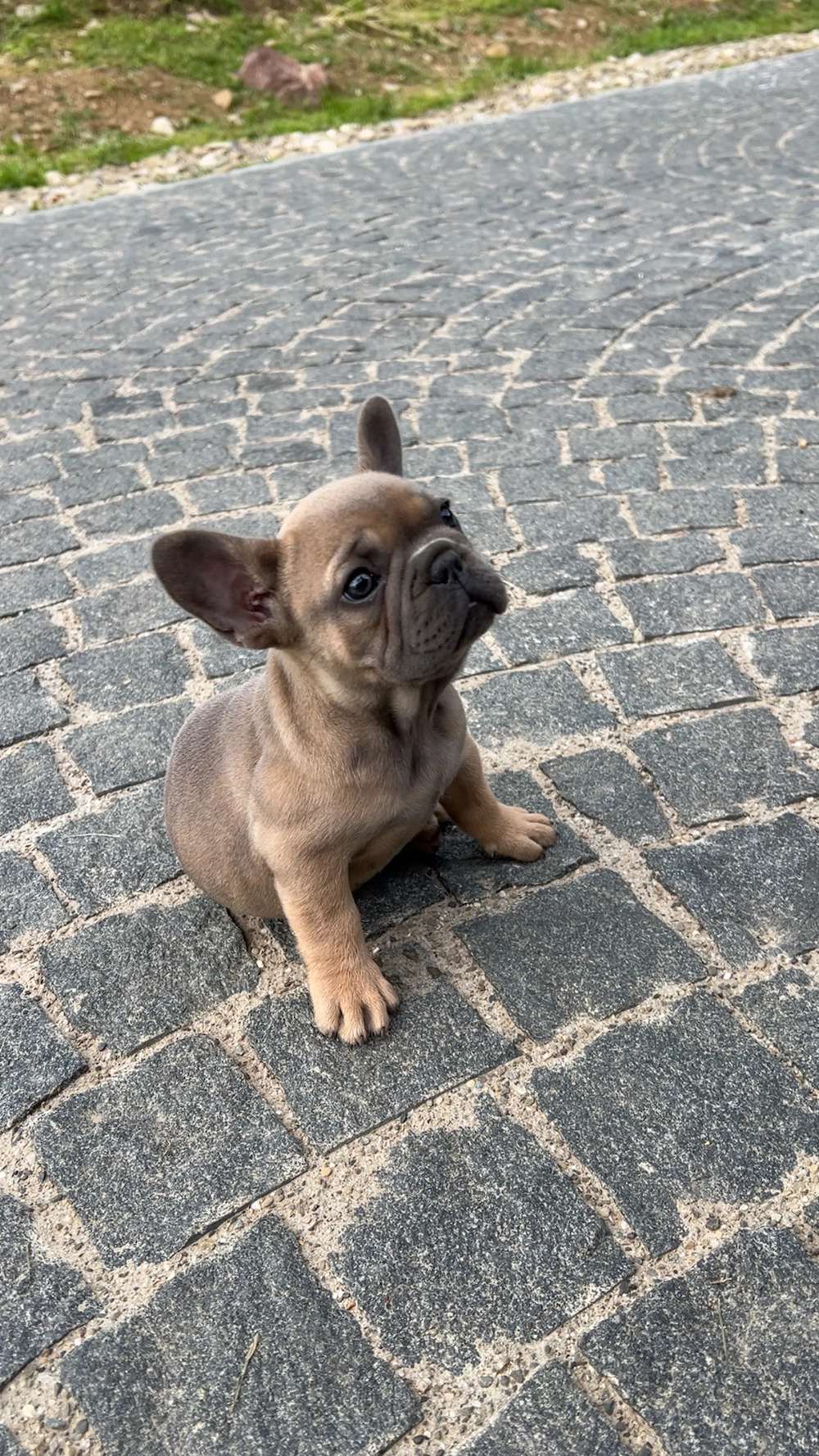 Bulldog Francez Femelă   Căutăm Familie Iubitoare   