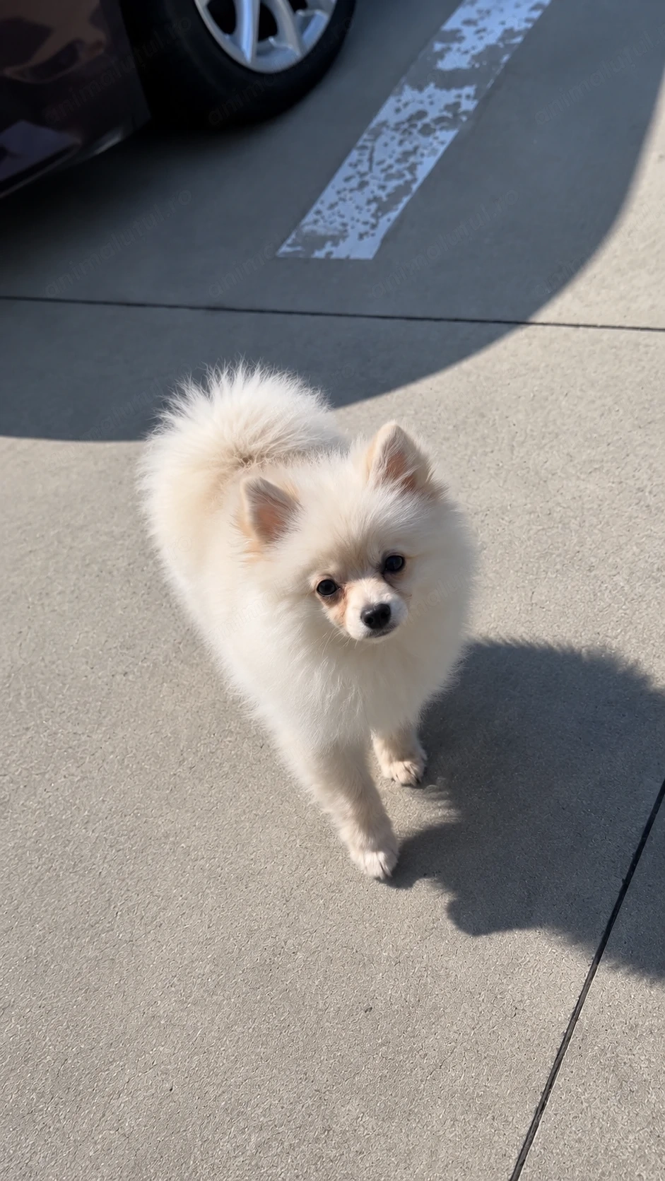 Pomeranian spitz german mini 